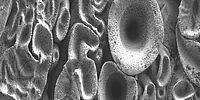 Eine Rasterelektronenmikroskopieaufnahme von der Oberfläche einer Wolframwendel (Glühdraht).